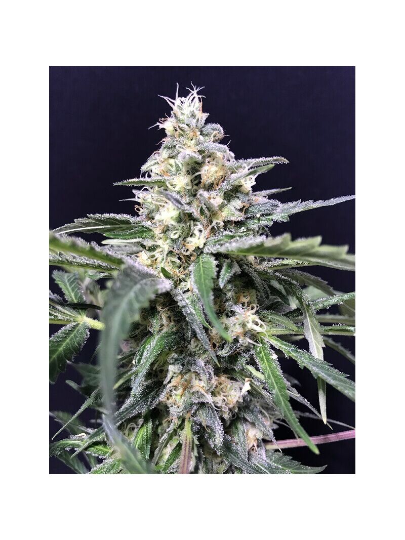 Amazon Haze Auto, Фасовка: 3+3